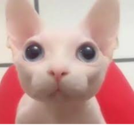 Bingus.