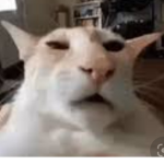 Mr cat YT