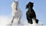 $BLACK RIDERS$