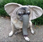 Grrrrrrrah