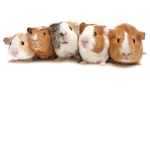Guinea Squad
