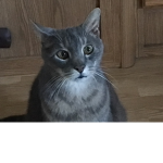 Besties_Kittycat