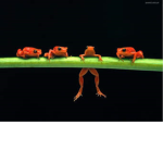 Those 7 Frogs You See ._.