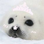 pawhd