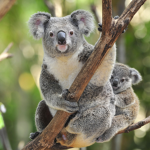 Official KOALA WORLD