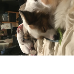 My doggo