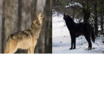 wolfy group '>'
