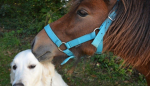 HOrSIE AND DOGGIE GROUP