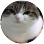 Wawa Cat