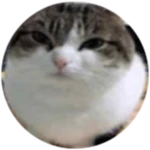 Wawa Cat