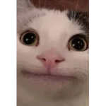 Cat gang cats only