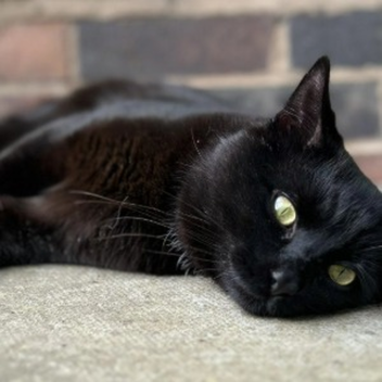 the mimic: cat