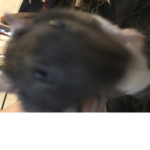 MoNgO tHe MaNgØ
