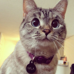 Loving Kitty Cats