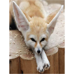 be free like this fox