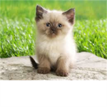 AnimalSupporters :3