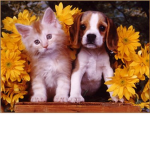 cats and dogs lover
