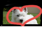 I LOVE WESTIES