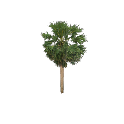Palm Tree