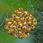 Spider Cluster