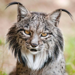 spanish lynx yall