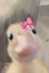 QuickDucks