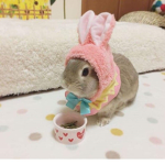 Bunny sqauad