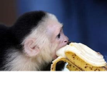 The Monkeys Fan Club