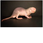 Dirty Natie Mole Rats
