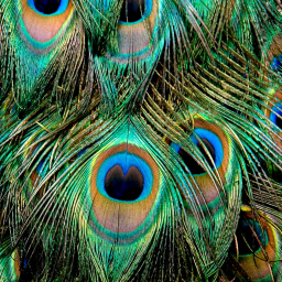 🦚