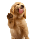 Golden Retrivers X3