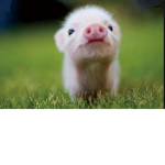 Piglet groupppppppp