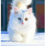 softy cat