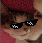 Oskars Gang
