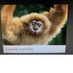 .The Monkey’s.