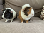 Luna and cookie the guinea pig squad
