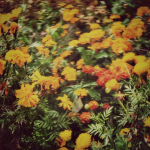 marigold !