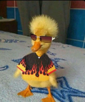eliteducks