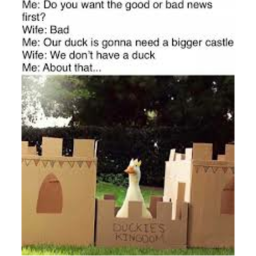 The MEME KINGDOM
