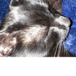 Crustycatcult