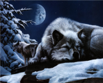lone wolf pack