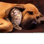 ....Animal lovers ....group