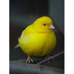 duck is cool