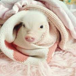 » Cruelty Free Collective