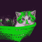 peterfunction function()