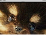 Cute doggies and kitties