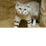 Sand Cat