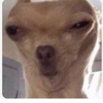 worship sus dog