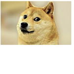Doge and dog group
