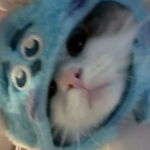 Spidku